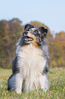sitting Sheltie