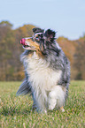 standing Sheltie