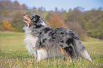 standing Sheltie