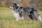 standing Sheltie