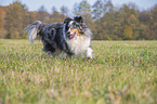 running Sheltie