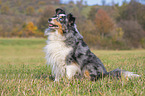sitting Sheltie