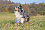 walking Sheltie