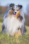 sitting Sheltie