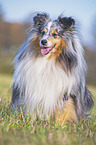 sitting Sheltie