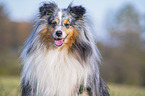 Sheltie portrait
