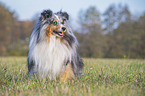 sitting Sheltie