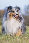 sitting Sheltie