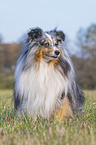 sitting Sheltie