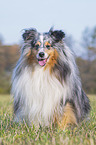 sitting Sheltie
