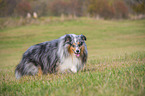 walking Sheltie