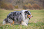 walking Sheltie