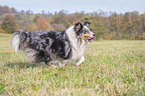 running Sheltie