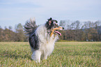walking Sheltie