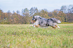 running Sheltie