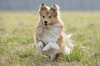 running Sheltie