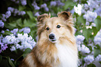 Sheltie portrait