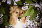 Sheltie portrait