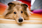 Sheltie portrait