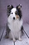 sitting Sheltie