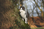 standing Sheltie