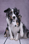 Sheltie with Miniature Australian Shepherd