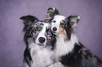 Sheltie with Miniature Australian Shepherd