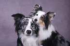 Sheltie with Miniature Australian Shepherd