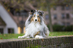 lying Sheltie