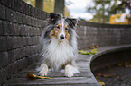 lying Sheltie
