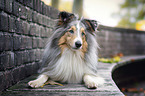 lying Sheltie