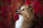 Sheltie portrait
