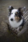 Sheltie