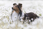 Sheltie