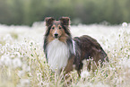 standing Sheltie