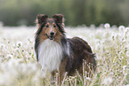 standing Sheltie