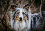 Sheltie portrait