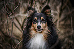 Sheltie portrait