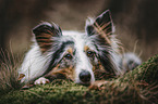 lying Sheltie