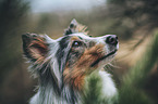 Sheltie portrait