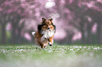 running Sheltie