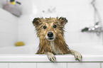 Sheltie in a bathtub