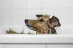 Sheltie in a bathtub