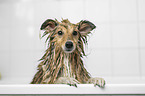 Sheltie in a bathtub