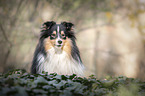 Sheltie portrait