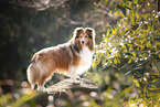 standing Sheltie