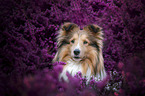Sheltie portrait