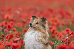 Sheltie Portrait