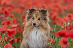Sheltie Portrait
