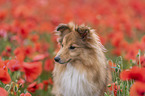 Sheltie Portrait